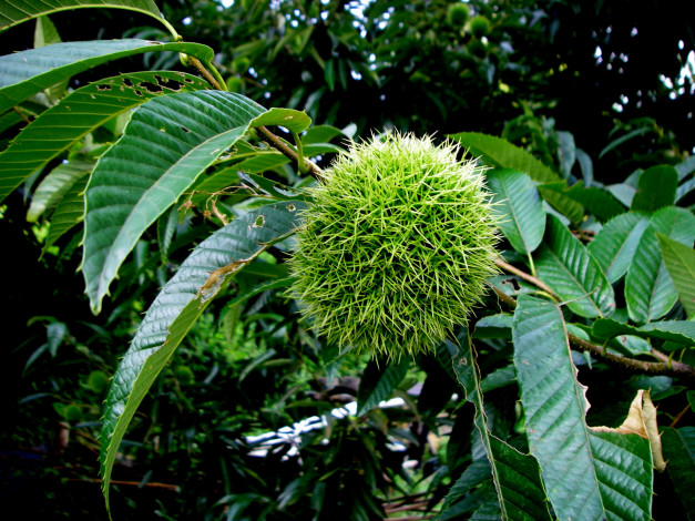 Обои картинки фото природа, плоды, каштан, ветка