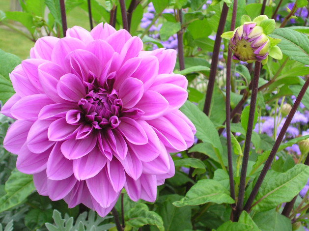 Обои картинки фото цветы, георгины