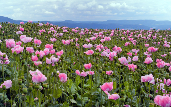 Обои картинки фото цветы, маки, розовый, плантация