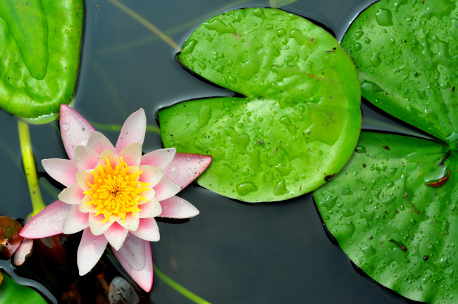 Обои картинки фото цветы, лилии, водяные, нимфеи, кувшинки, вода, листья, розовый