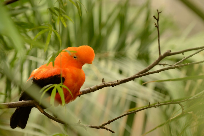 Обои картинки фото животные, птицы, перья, экзотика