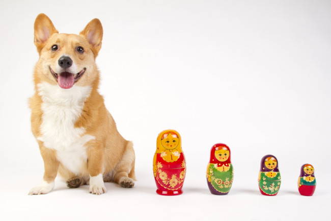 Обои картинки фото животные, собаки, матрешки, пёс