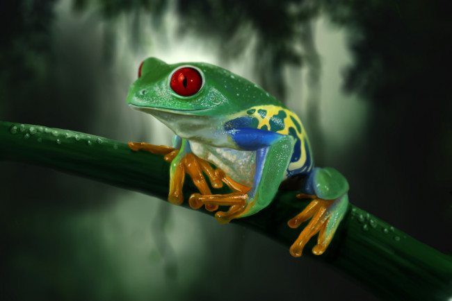Обои картинки фото frog, животные, лягушки, древесная, лягушка
