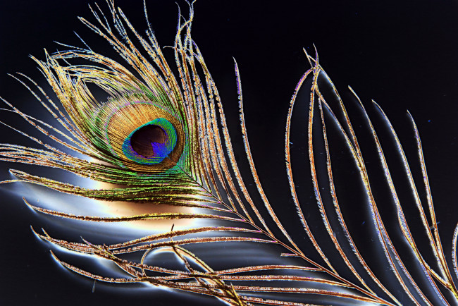 Обои картинки фото разное, перья, павлинье, перо