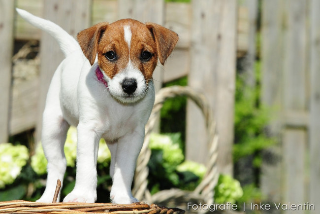 Обои картинки фото животные, собаки, собака