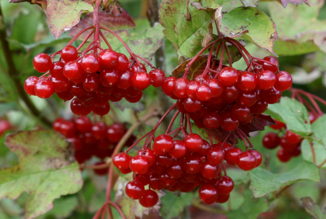 Обои картинки фото природа, Ягоды, куст, калина, красный