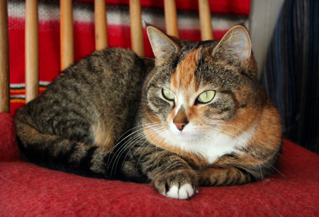 Обои картинки фото животные, коты, котэ