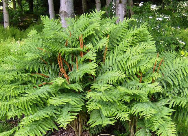 Обои картинки фото природа, листья, рапоротник