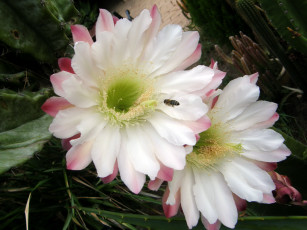 Картинка цветы кактусы кактус