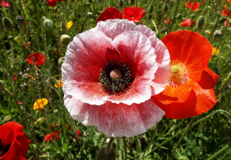 Картинка цветы маки макро