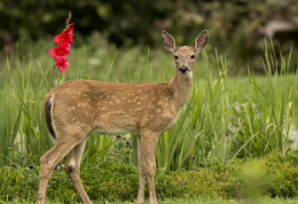 Картинка животные олени косуля красавица