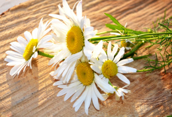 Картинка цветы ромашки солнышка