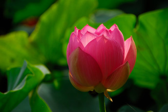 Картинка цветы лотосы бутон макро