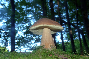 Картинка природа грибы боровик