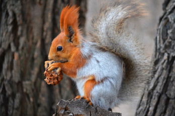 Картинка животные белки зверек орех