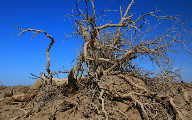 Обои картинки фото природа, другое, корни