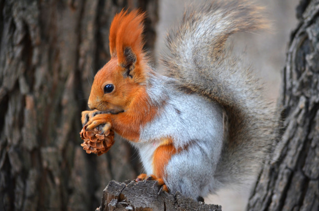 Обои картинки фото животные, белки, зверек, орех