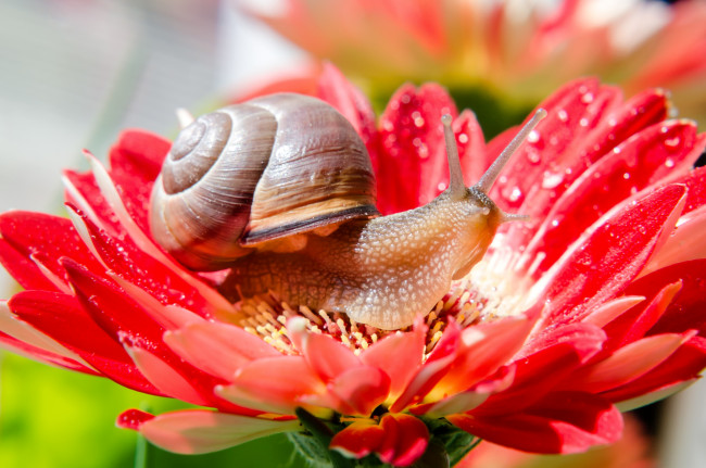 Обои картинки фото животные, улитки, цветок, рожки