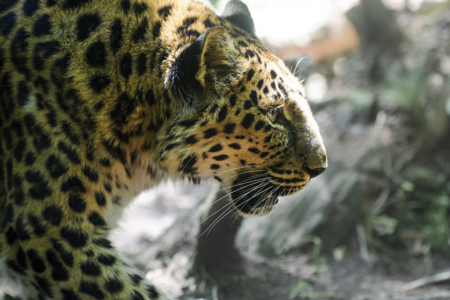 Обои картинки фото животные, леопарды, морда, профиль, амурский, леопард