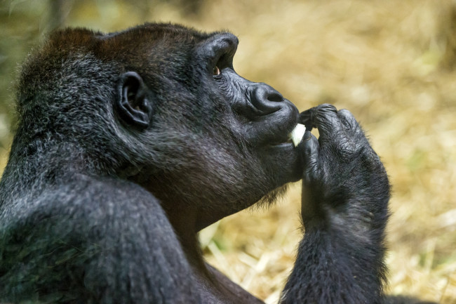 Обои картинки фото животные, обезьяны, горилла