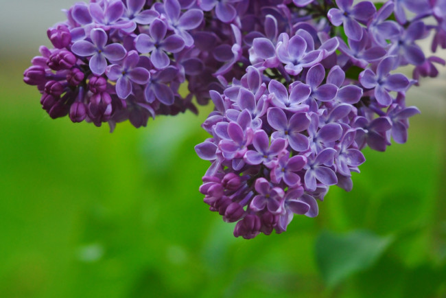 Обои картинки фото цветы, сирень, гроздья