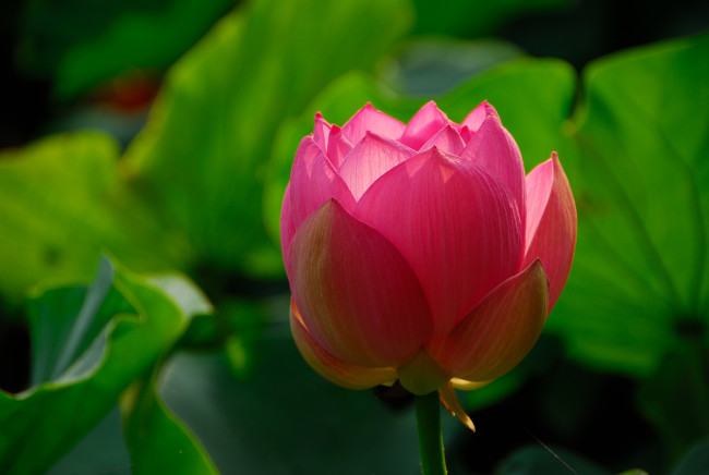 Обои картинки фото цветы, лотосы, бутон, макро