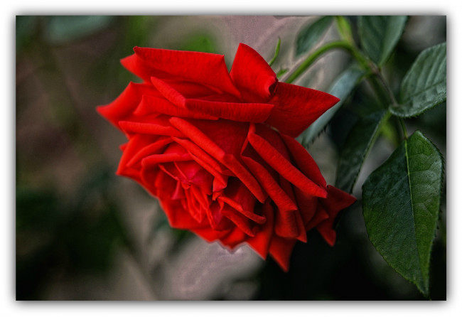 Обои картинки фото цветы, розы, королева