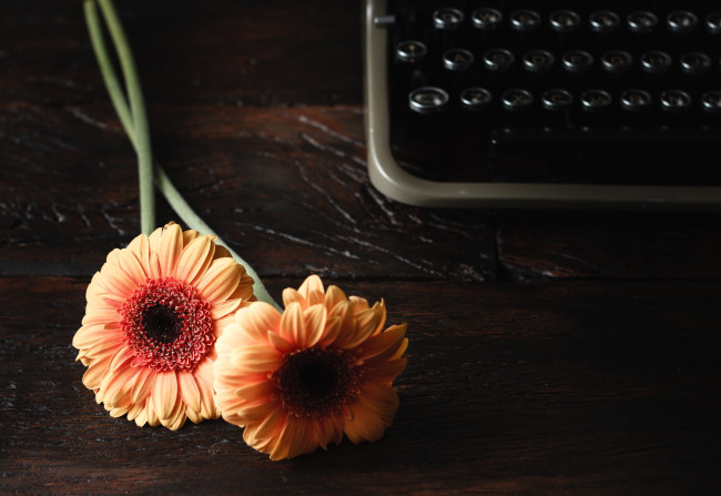 Обои картинки фото цветы, герберы, парочка