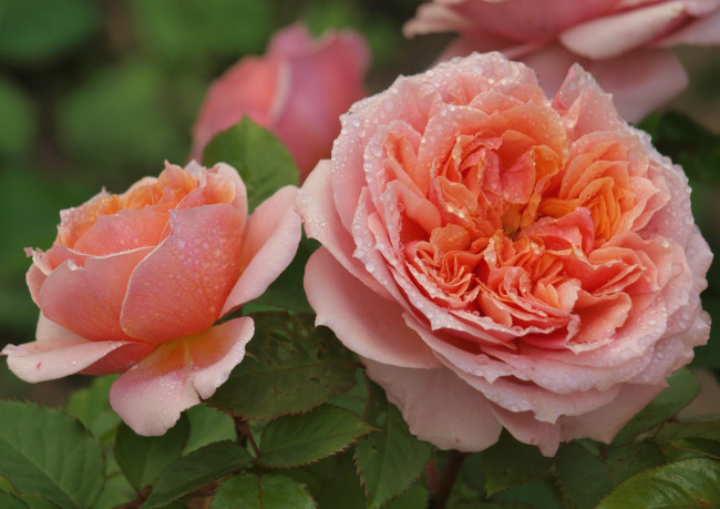 Обои картинки фото цветы, розы, пышный