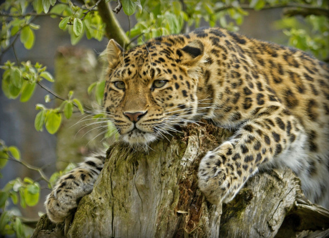 Обои картинки фото животные, леопарды, амурский, леопард, пень