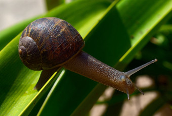Картинка животные улитки ползёт раковина макро усики травинка улитка