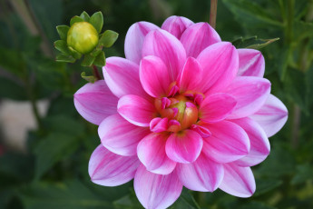 Картинка цветы георгины цветение георгин dahlia flowering