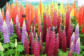 Картинка цветы люпин много