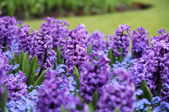 Картинка цветы гиацинты глициния лепестки цветение цветки