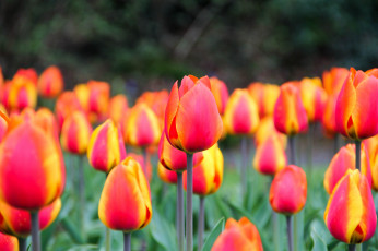 Картинка цветы тюльпаны бутоны листья лепестки яркость цветение