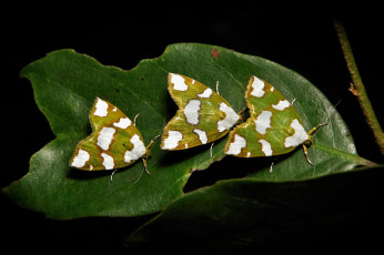 Картинка животные бабочки itchydogimages макро лист трио моли