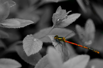 Картинка животные стрекозы макро трава насекомое стрекоза чёрно-белая