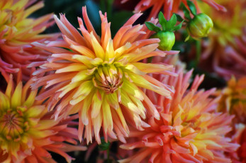 Картинка цветы георгины лепестки цветение георгин бутоны