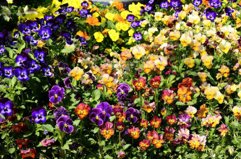 Картинка цветы анютины+глазки+ садовые+фиалки фиалки много анютины глазки