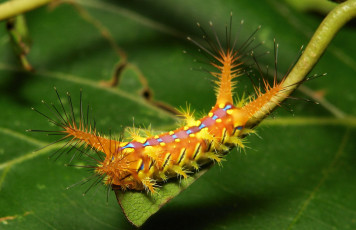 Картинка животные гусеницы лист макро гусеница itchydogimages необычная мохнатая