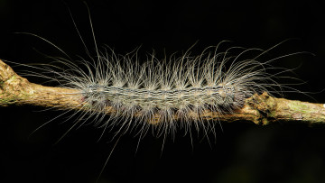 Картинка животные гусеницы itchydogimages макро гусеница тёмный фон веточка мохнатая