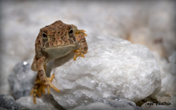 Картинка животные лягушки минерал хладнокровное белый камень