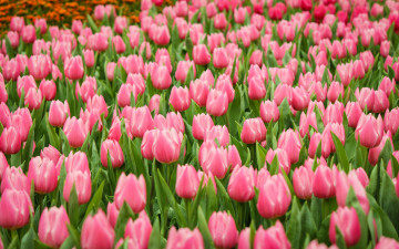 Картинка цветы тюльпаны нежность цветение лепестки