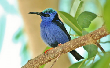 Картинка животные птицы дерево птица листья ветка