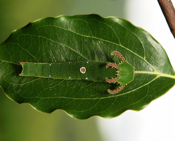Обои картинки фото животные, гусеницы, рогатая, необычная, зелёная, лист, гусеница, itchydogimages
