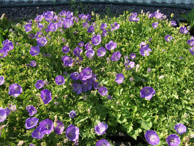 Обои картинки фото цветы, колокольчики, сиреневые, много