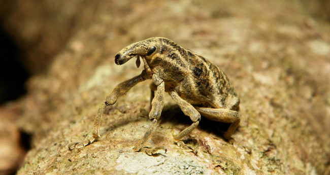 Обои картинки фото животные, насекомые, жук, паук, лист, макро, itchydogimages