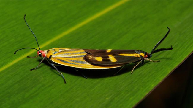 Обои картинки фото животные, бабочки, пара, моли, лист, макро, itchydogimages