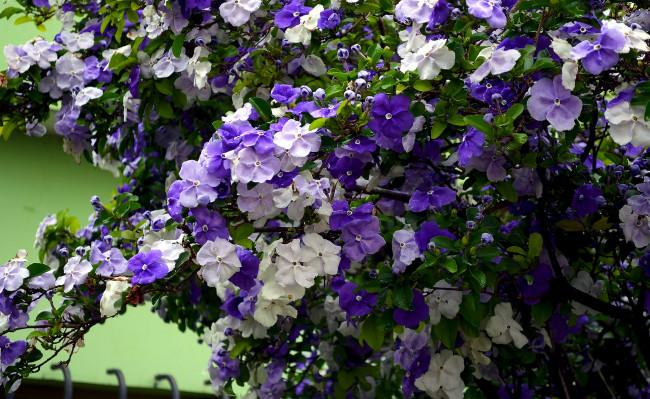 Обои картинки фото цветы, куст