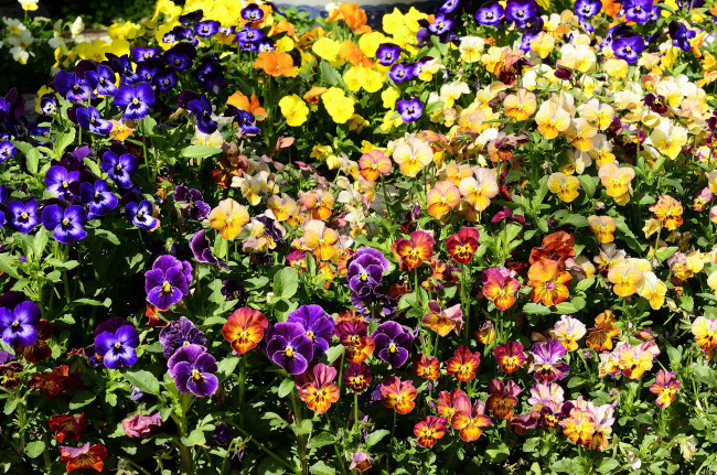 Обои картинки фото цветы, анютины глазки , садовые фиалки, фиалки, много, анютины, глазки